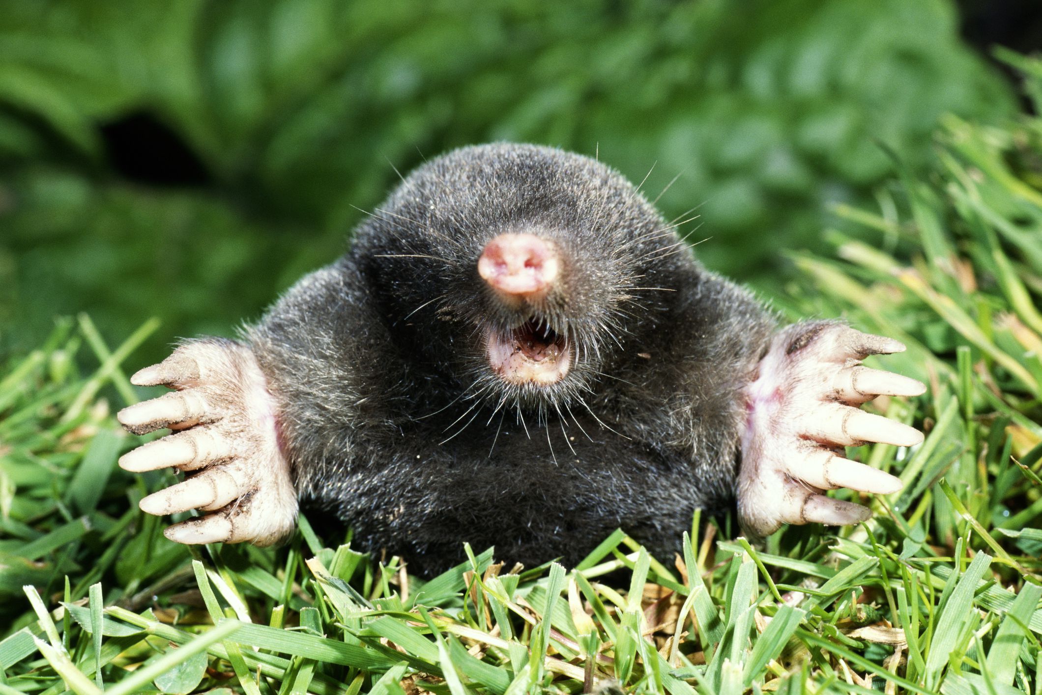 What Is A Vole As Compared To A Mole 