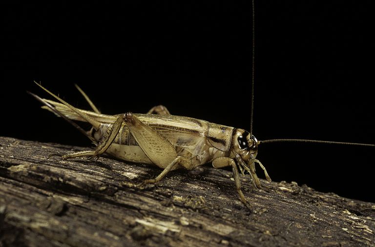 10 Fascinating Facts About Crickets