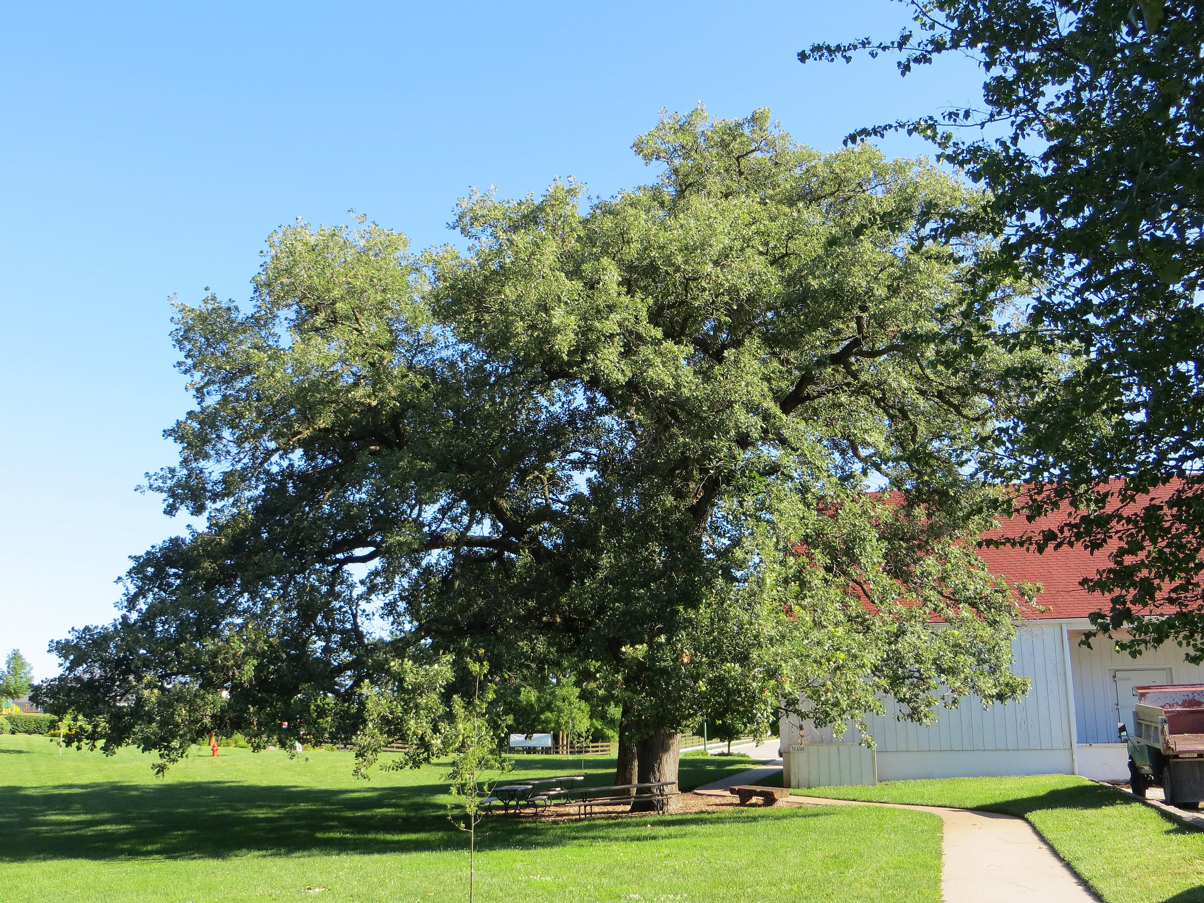 Bur Oak, A Top 100 Common Tree in North America