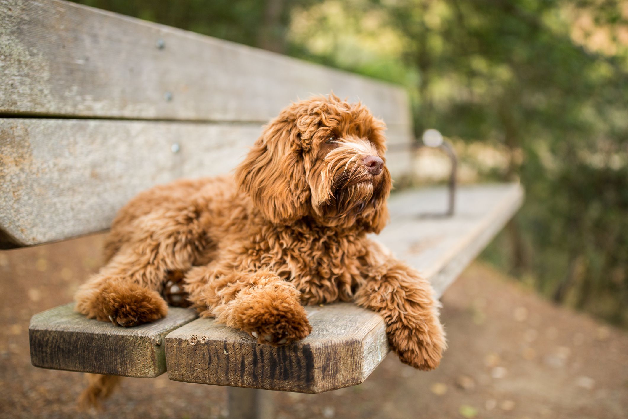 Labradoodles Are More Poodle Than Lab