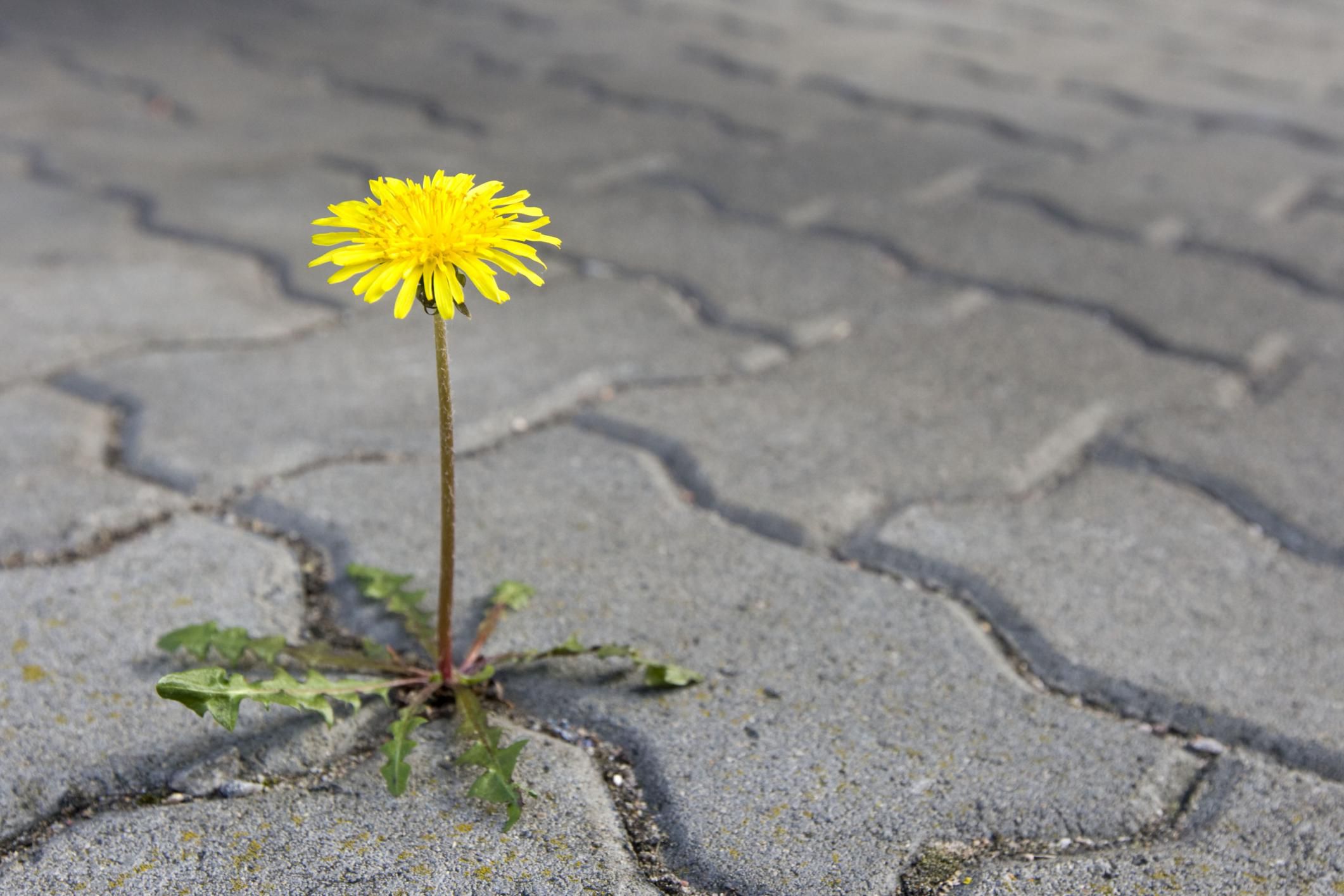 how-to-remove-weeds-in-a-sidewalk-or-driveway