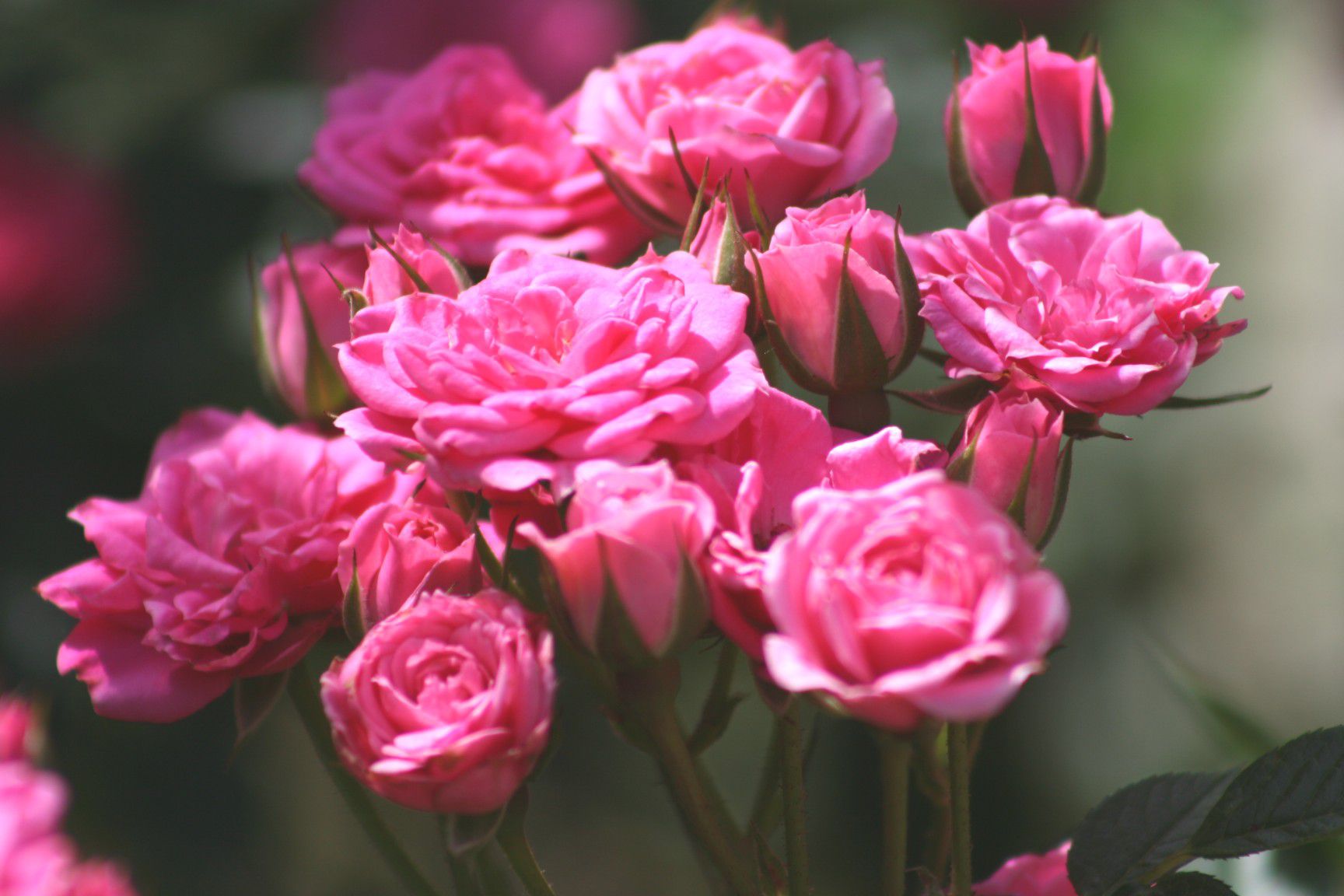 pruning-the-different-types-of-roses