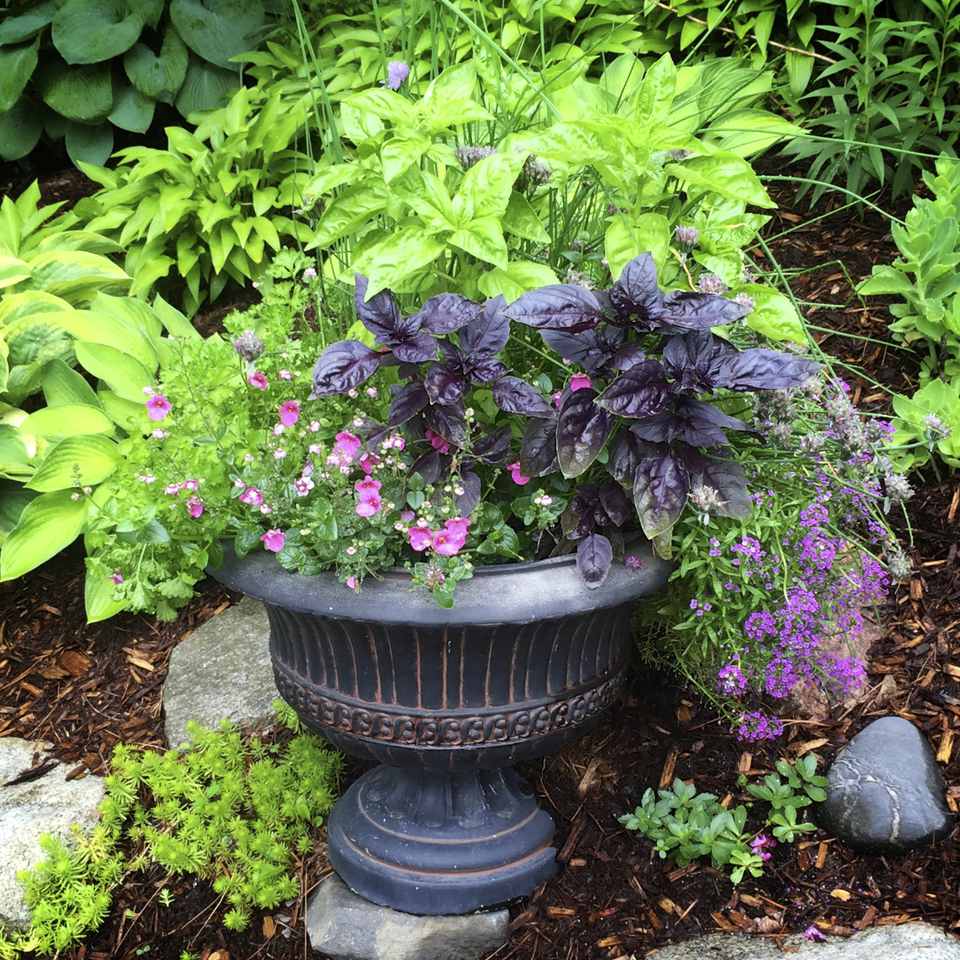 5 Tips for Growing Basil in Pots