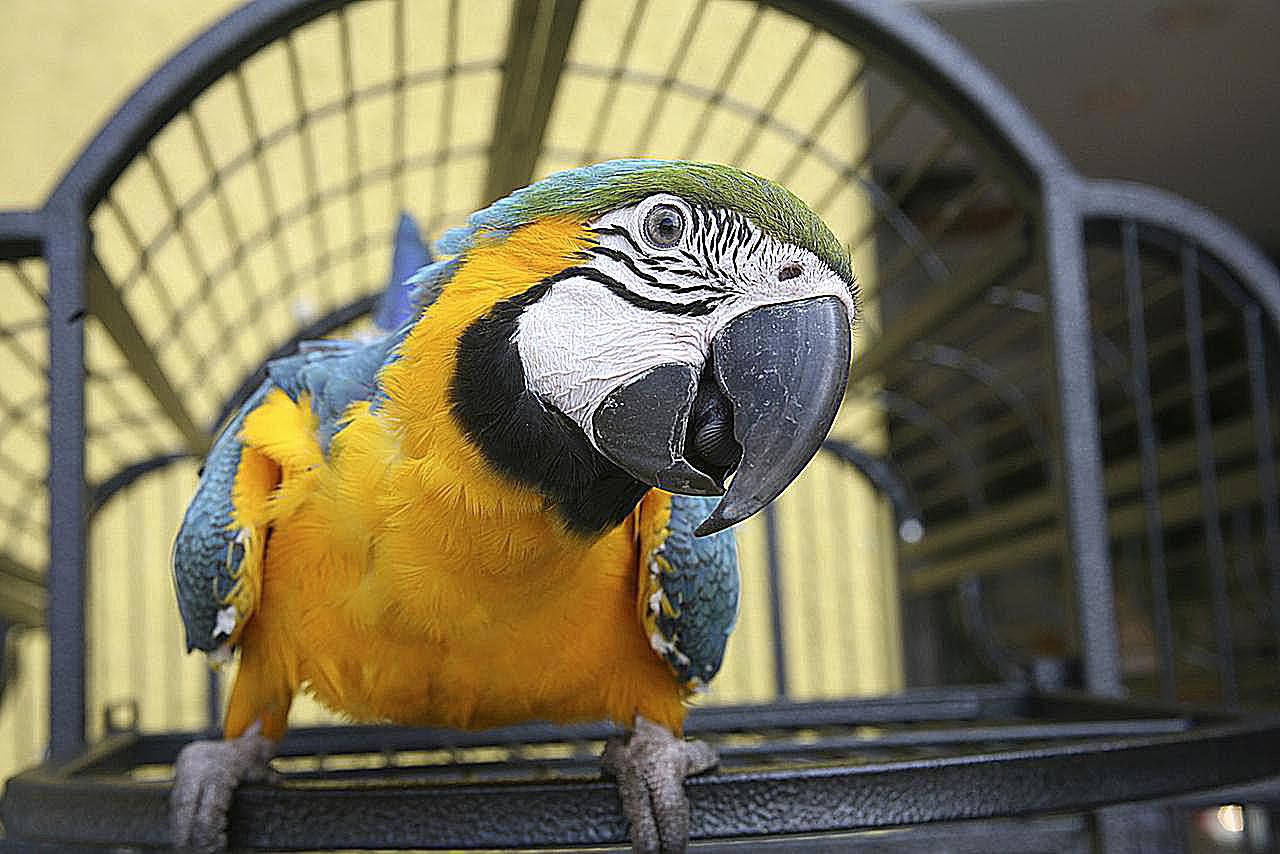 Types of Macaws to Consider as a Pet