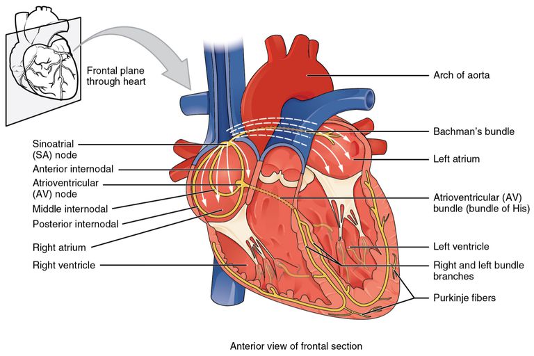 Overview of Sinoatrial and Atrioventricular Heart Nodes