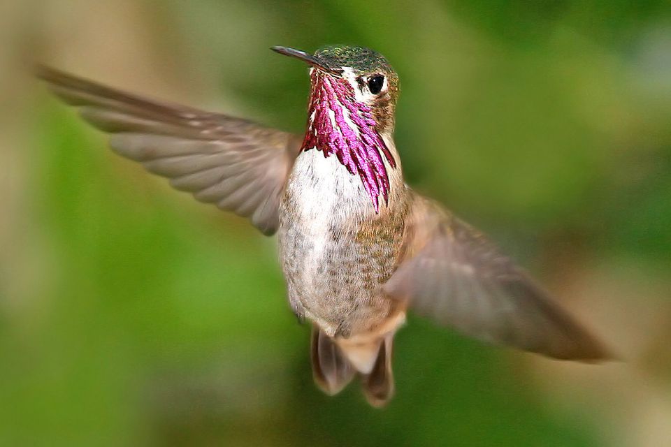 Hummingbirds in North America - Photos