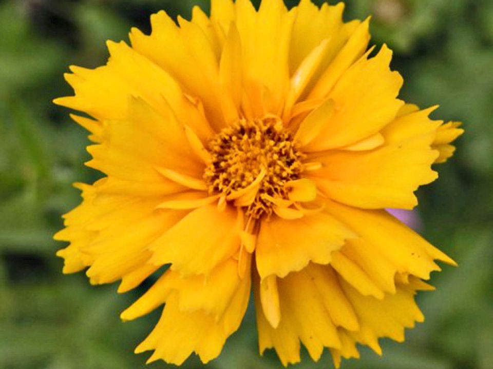 Coreopsis - Tickseed