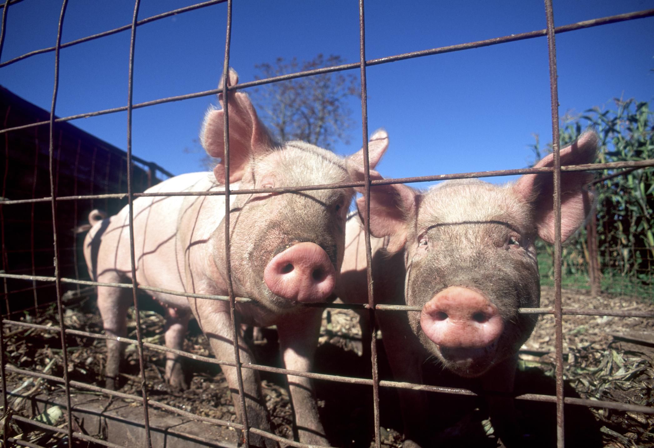 How to House and Fence Pigs