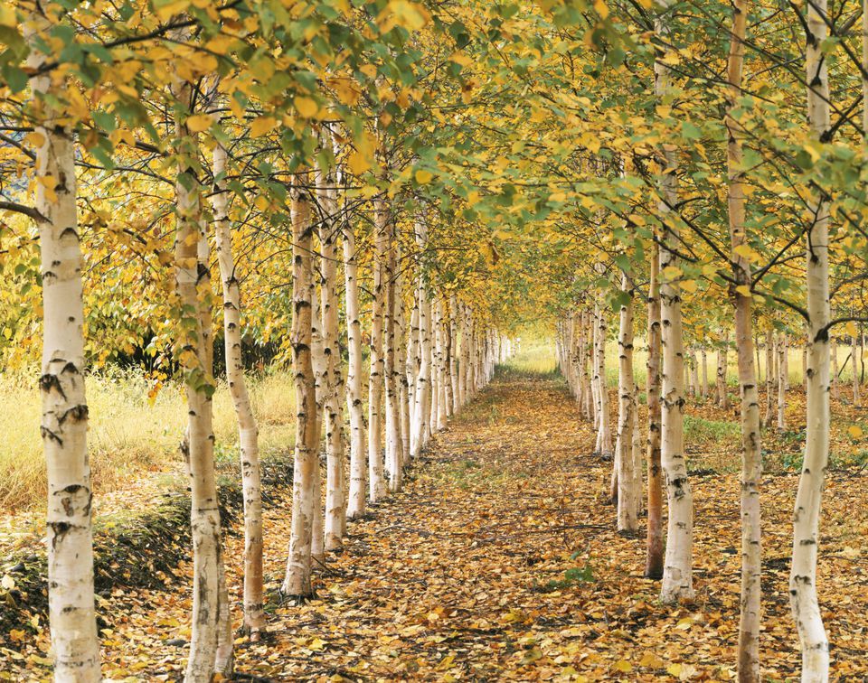 Meet 12 Species Of Birch Trees - Betula Genus