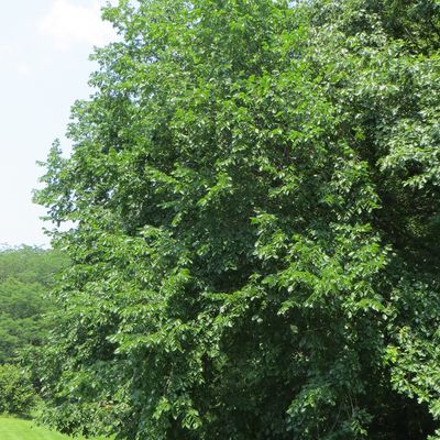 Common Trees of the Eastern United States