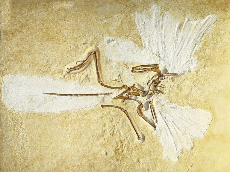 Facts About Archaeopteryx The Famous Dino Bird