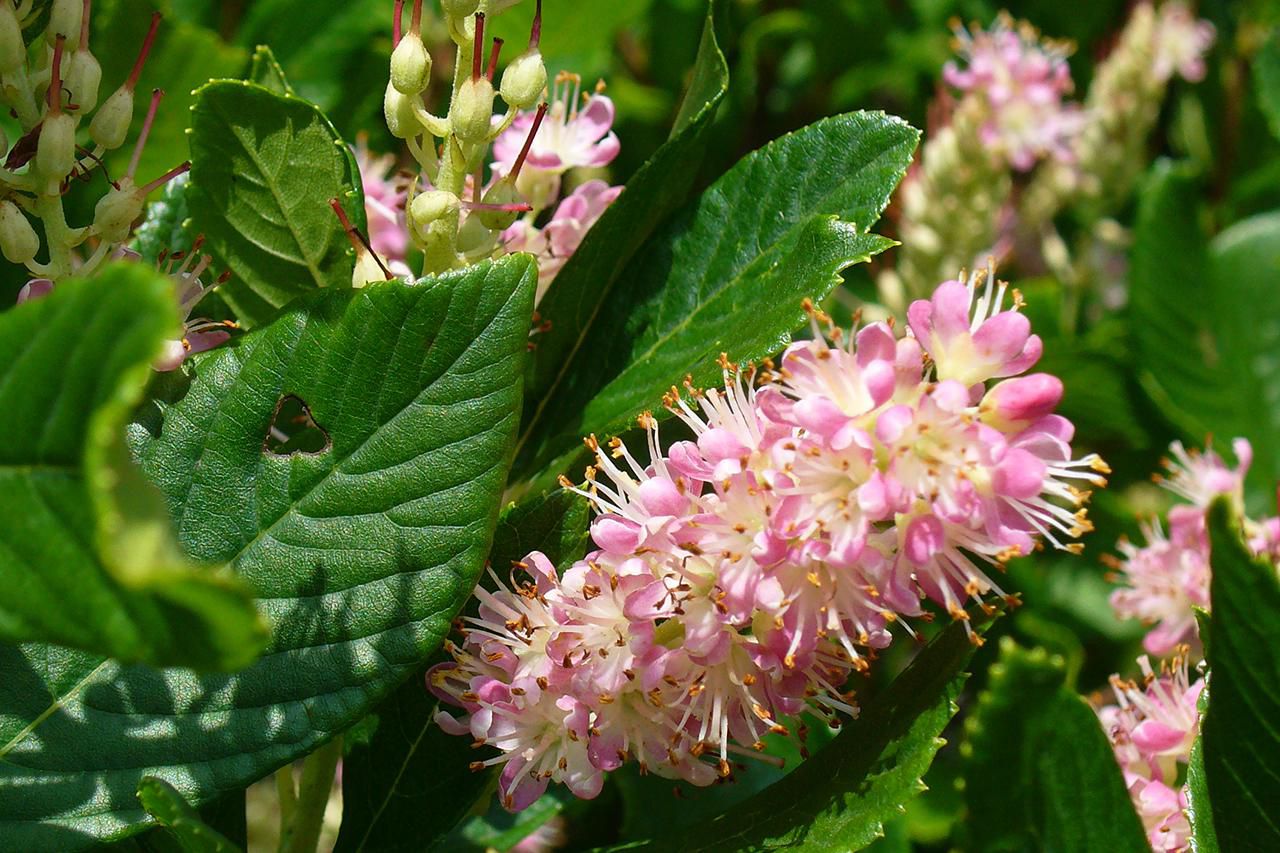 Clethra alnifolia