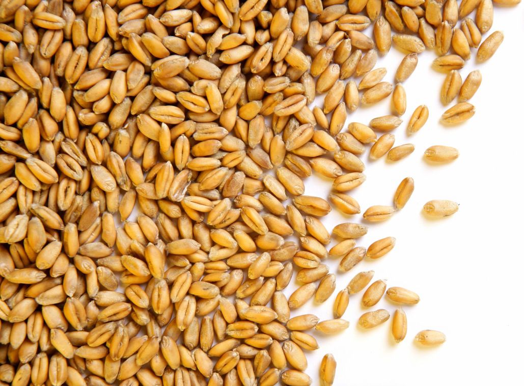 What are Wheat Berries and What Can I Do With Them?