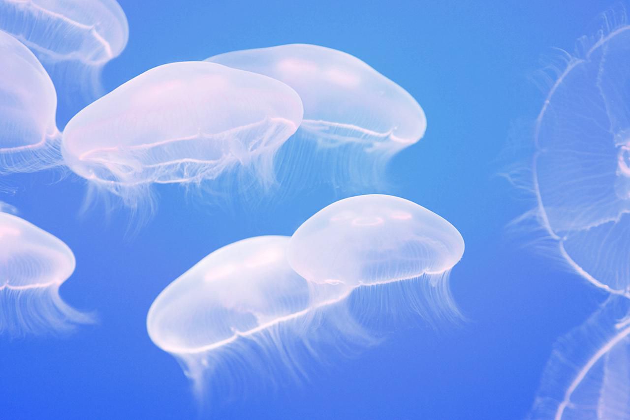 jellyfish-sting-treatment-will-urine-relieve-the-pain