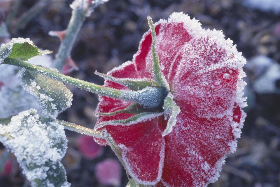 Rose Gardening - Preparing Roses For Winter