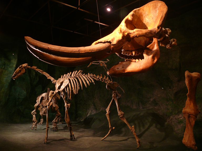 10 Important Facts About Mastodons