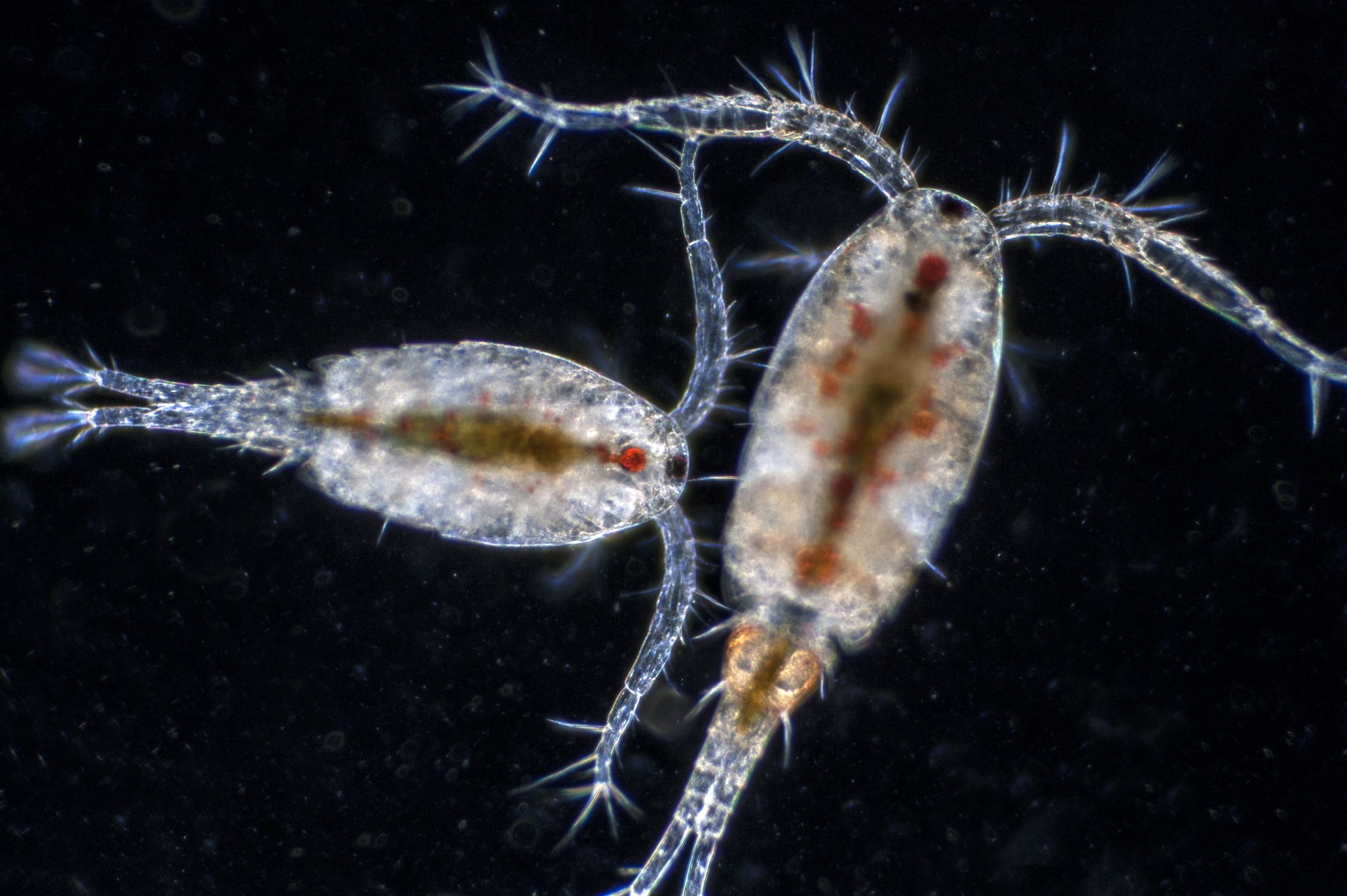 growing-and-cultivating-amphipods-and-copepods