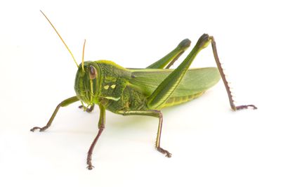 10 Fascinating Facts About Grasshoppers