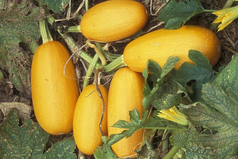 La calabaza espagueti: versátil, simpática y sabrosa