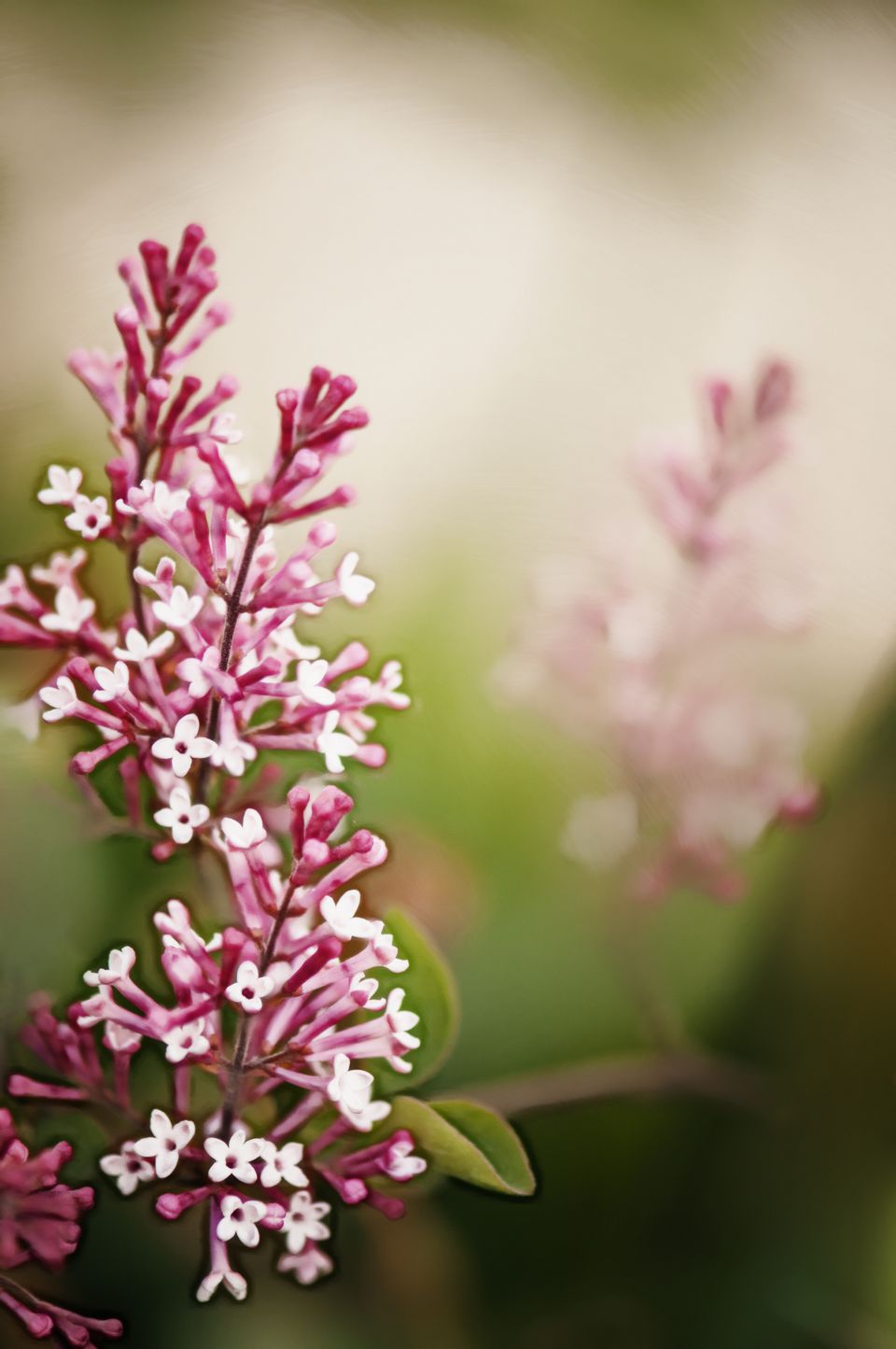 15 Beautiful Lilac Varieties