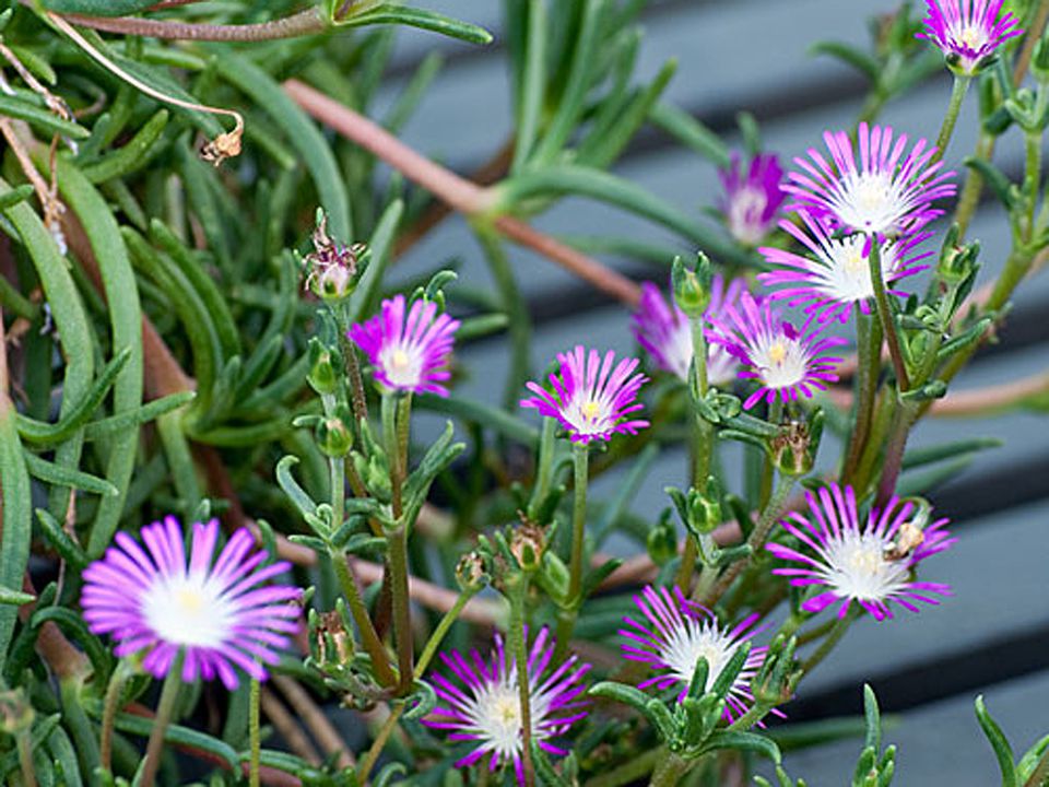 Growing and Caring for Ice Plants