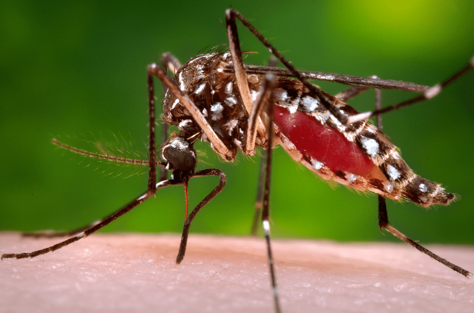 How To Prevent Mosquito Bites In Peru