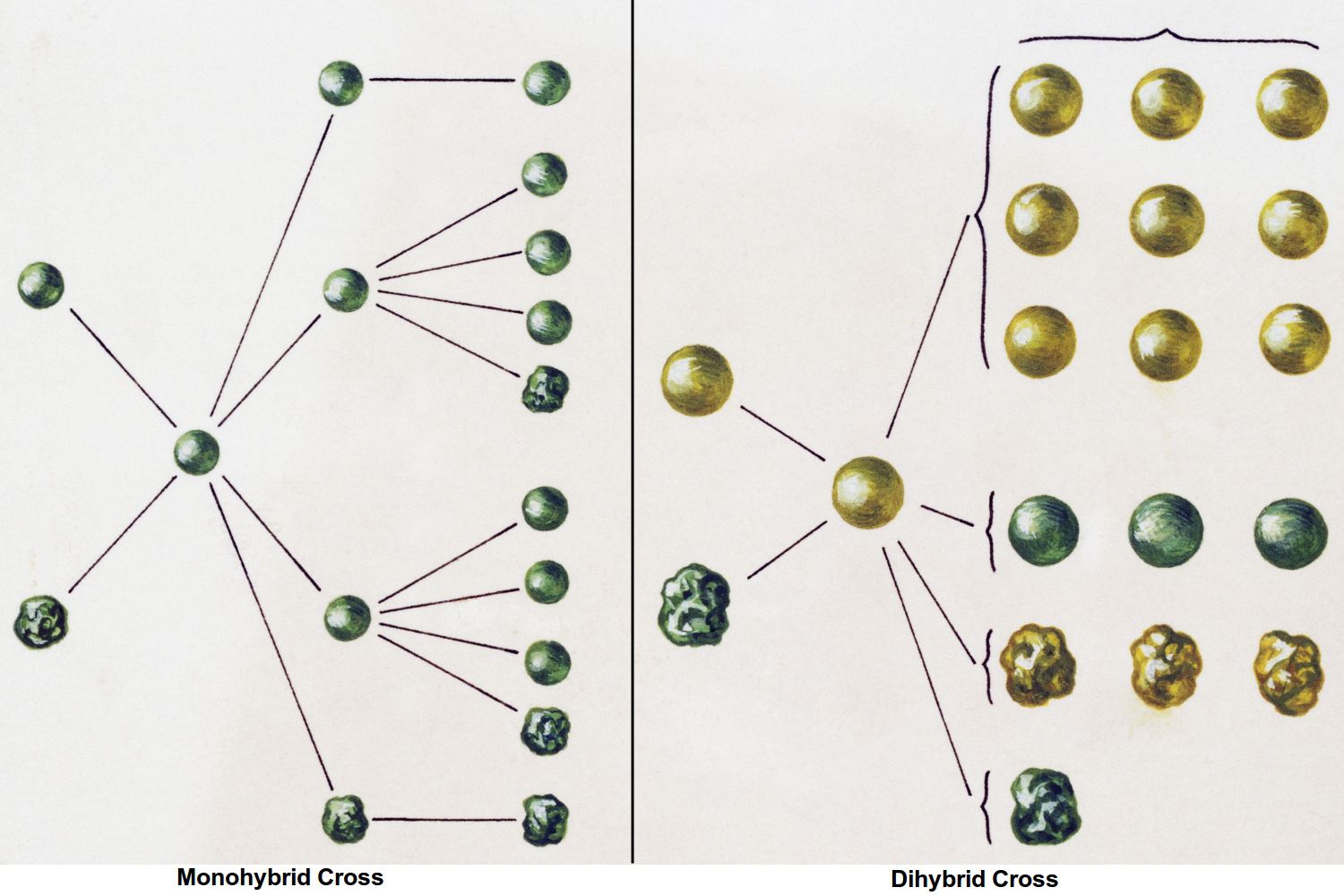 dihybrid-cross-a-genetics-definition