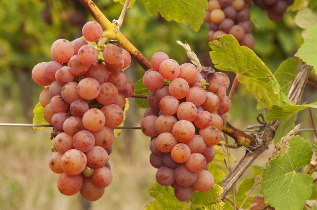 Gewurztraminer Wines Origins and Food Pairing Ideas