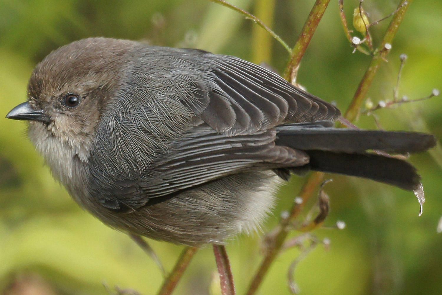 Bushtit - Psaltriparus minimus - Aegithalidae