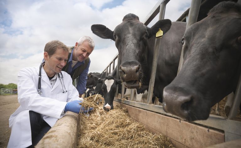 are-farm-vets-a-dying-species-veterinary-careers