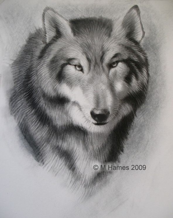 Drawing Lessons: How to Draw a Wolf