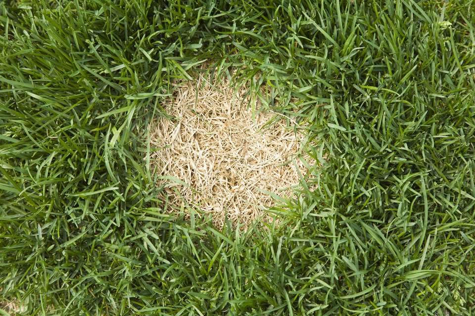 Diagnosing Bare, Dead Spots in a Lawn