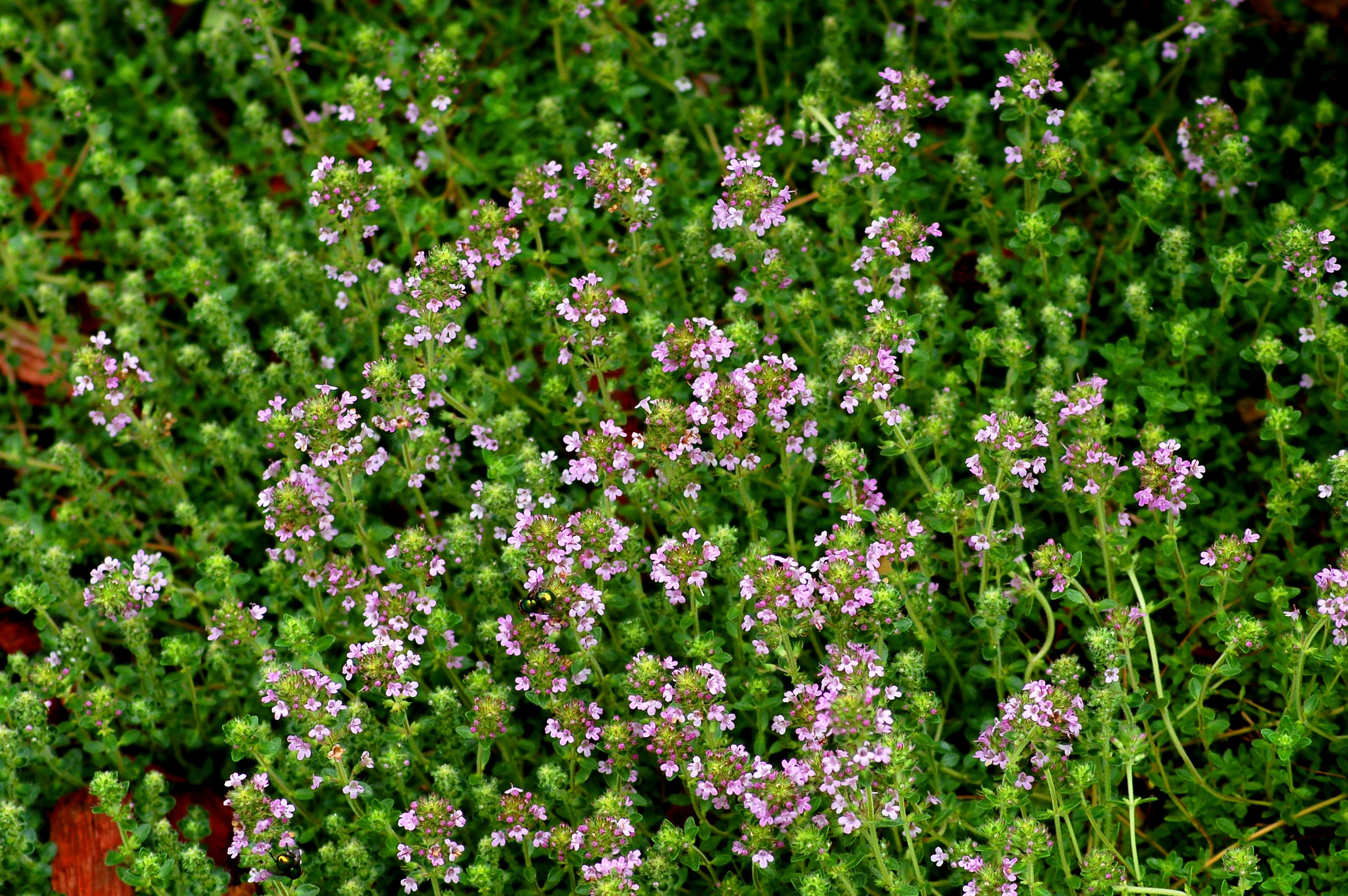 Types of Creeping Thyme Plants Caraway, Wooly, Etc.