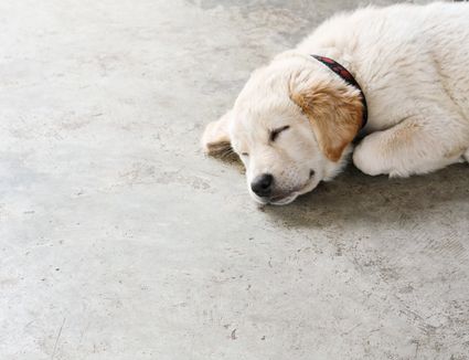 Dog on concrete GettyImages 688064067 587ffada5f9b58bdb3e2b963