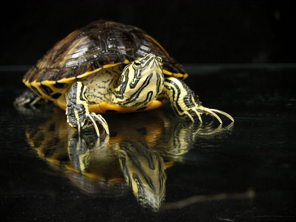 Caring for Yellow-Bellied Sliders As Pet Turtles