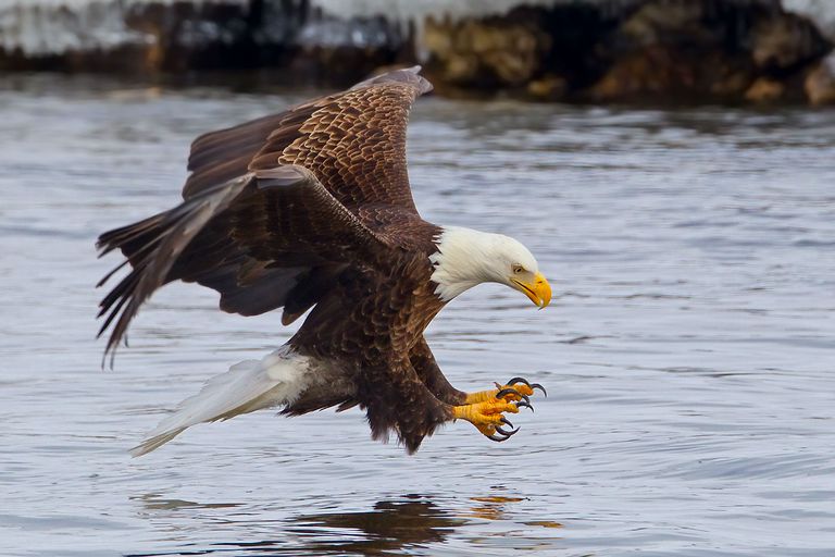 The Bald Eagle: Bird of the Free in the Land of the Brave