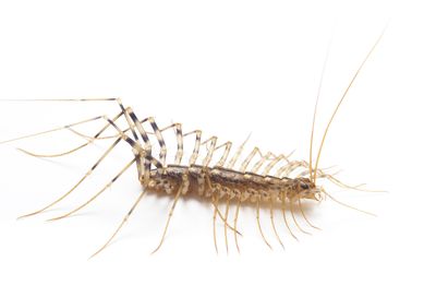 10 Fascinating Facts About Centipedes