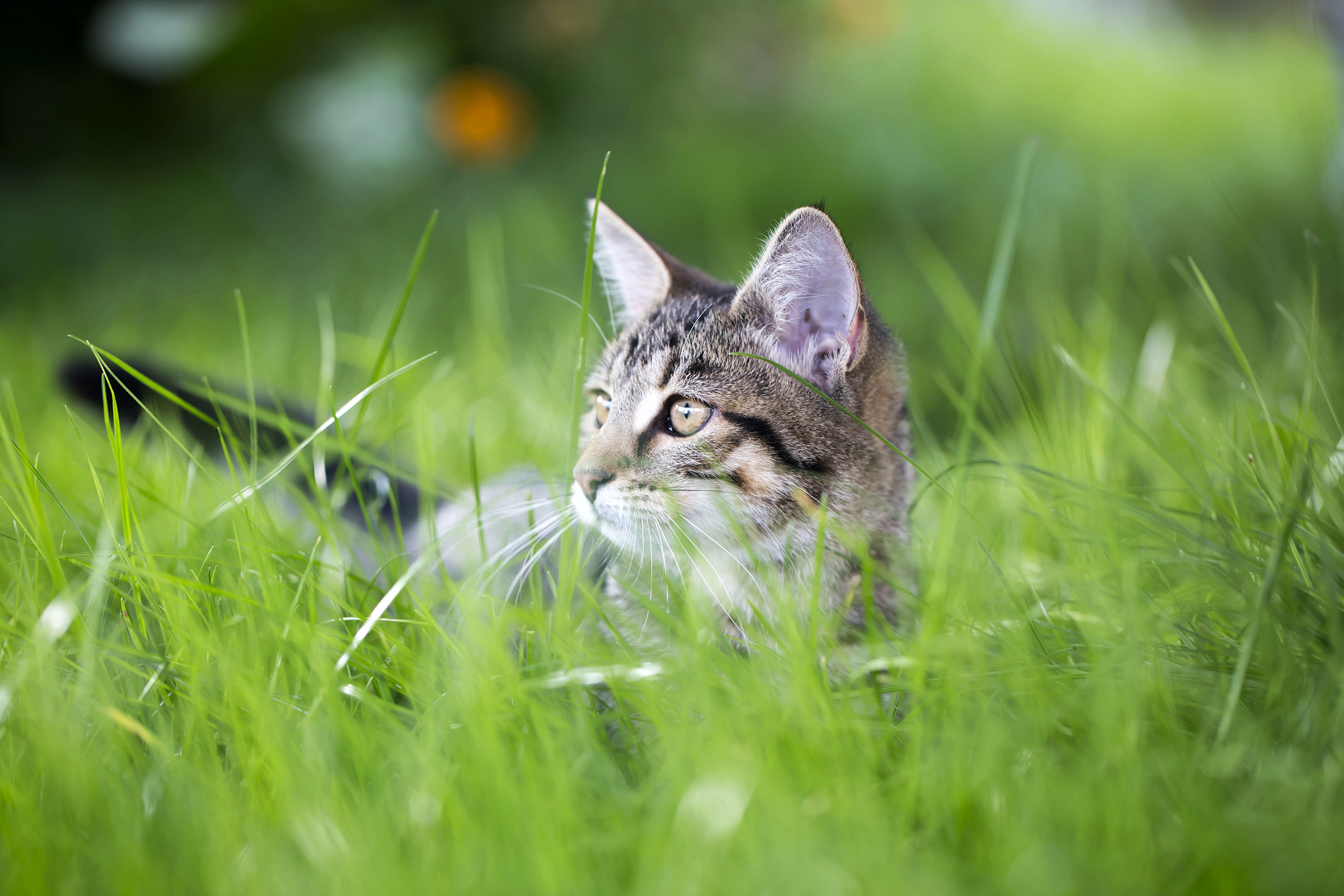 Should You Allow Your Cat to Go Outside?