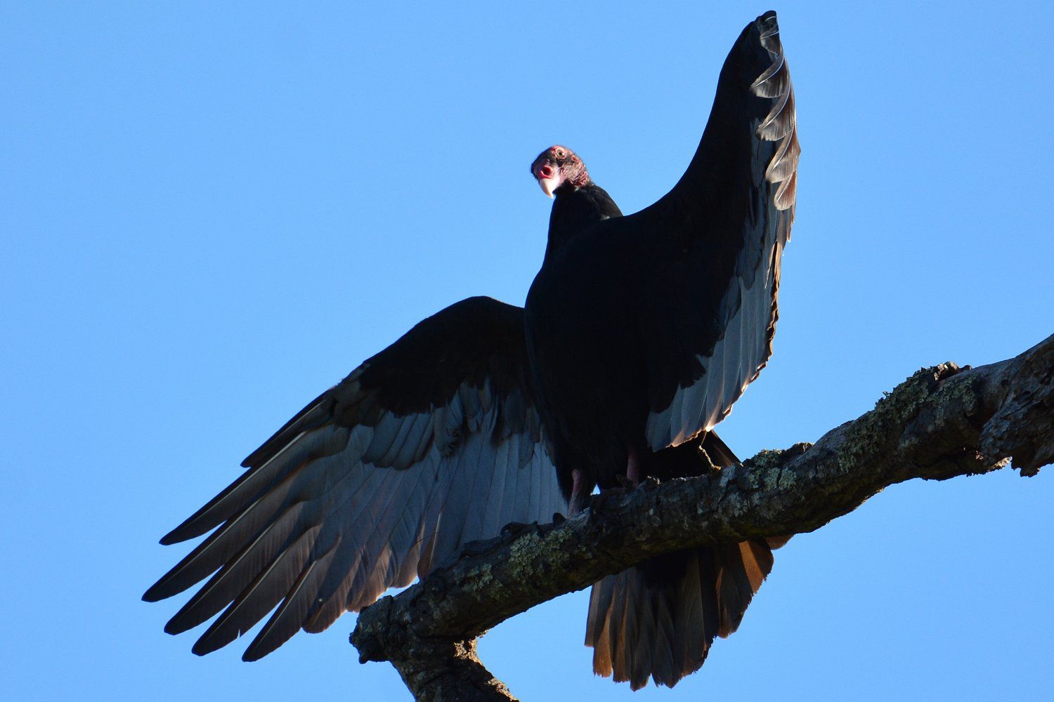 turkey-vulture-sunning-597d0bc622fa3a0010d3e19c.jpg