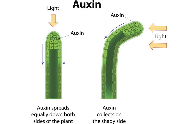 plant-tropisms-phototropism-thigmotropism-and-more