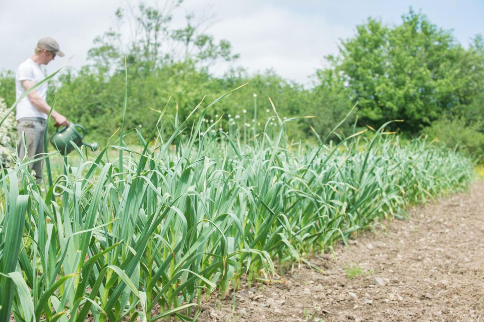 Choosing the Companion Species to Plant With Garlic