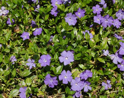 Bunchberry: Diminutive Dogwood Ground Cover