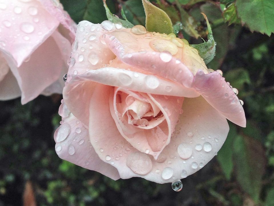 Top 10 Fragrant Roses for Your Garden