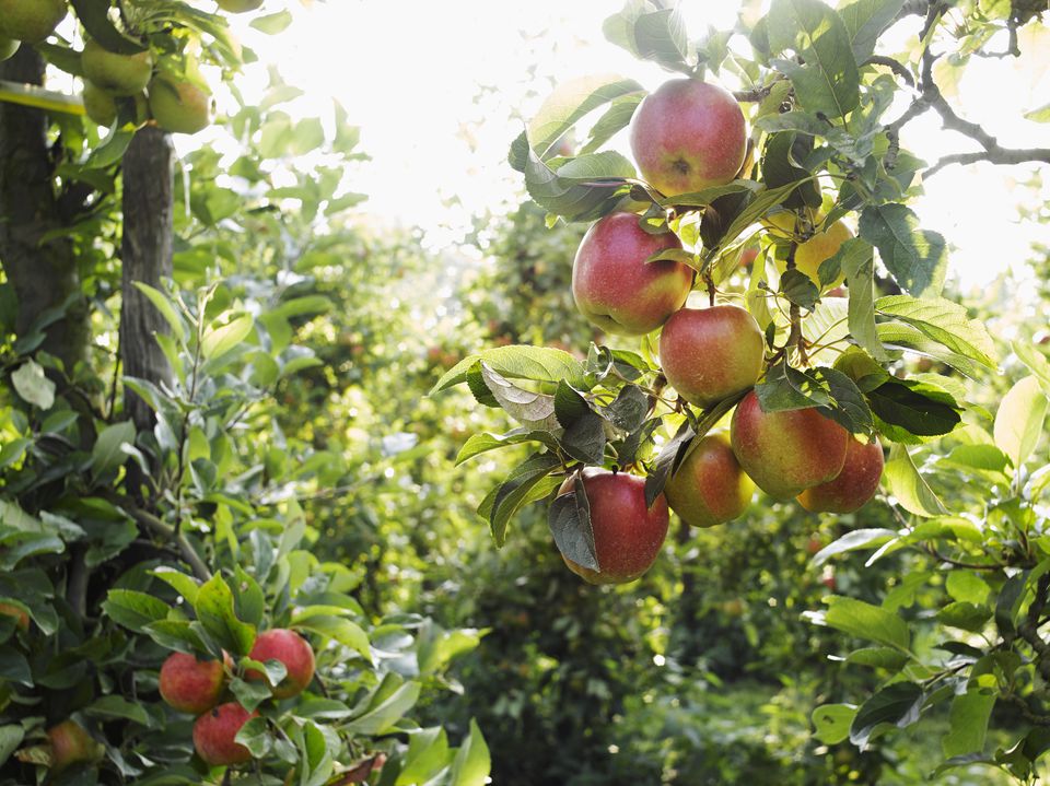 Apple Orchards Near Minneapolis and St. Paul