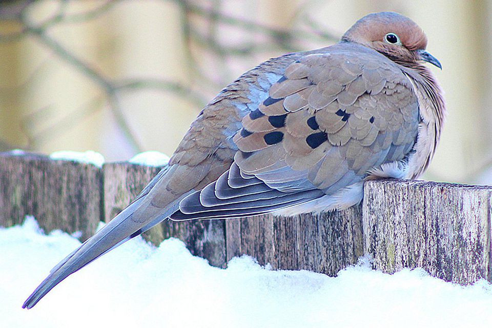 How to Attract Doves - Backyard Birds