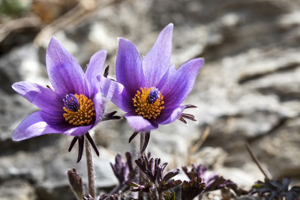 Pasque Flower Growing Profile