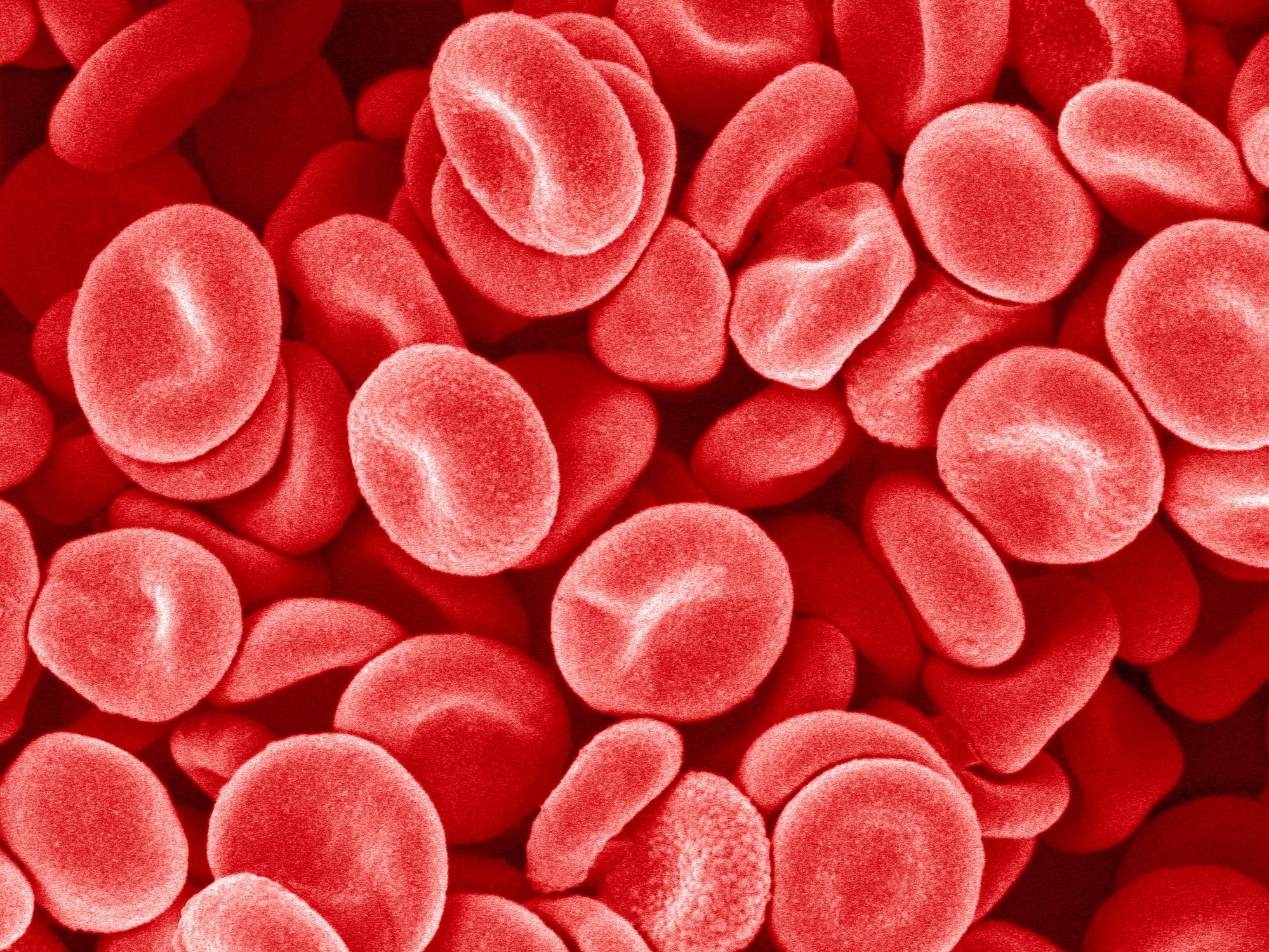 What Causes Low Red Blood Cells And Platelets In Dogs