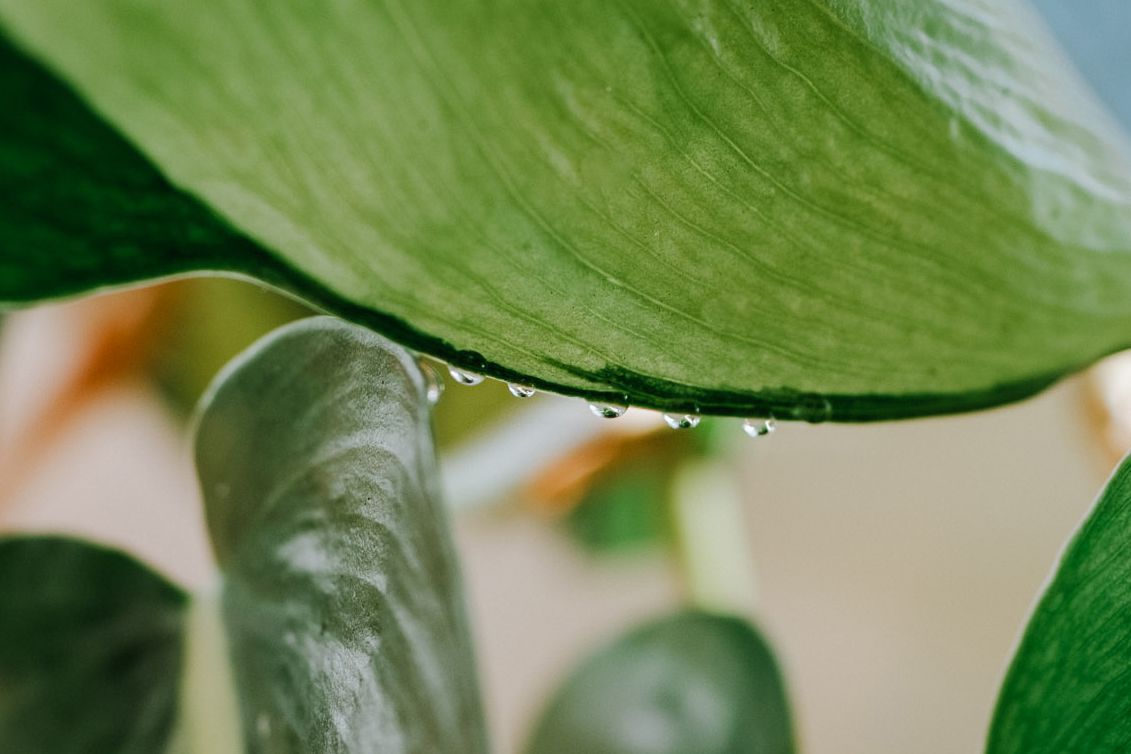 Leaves on My Houseplants Dripping?