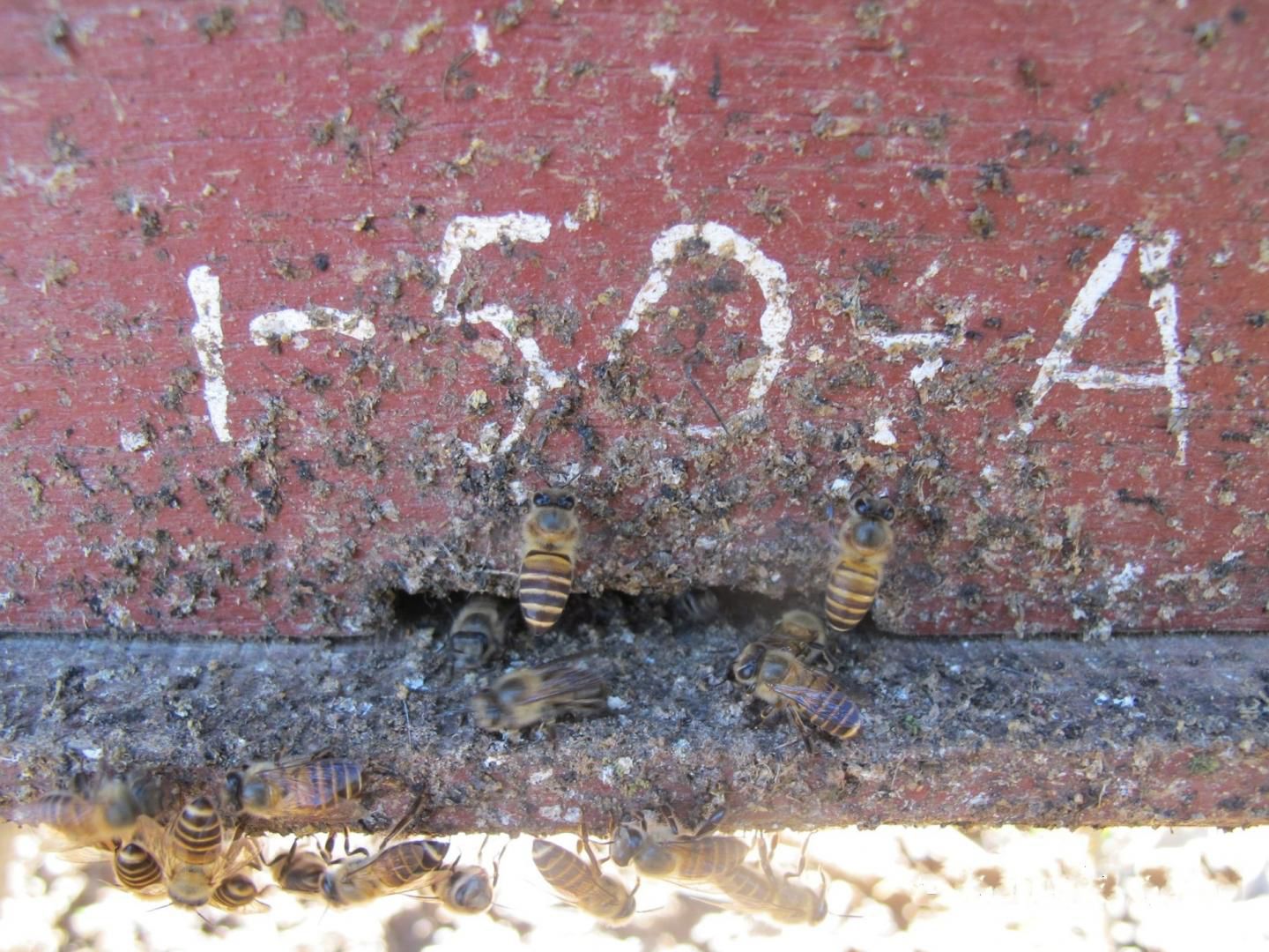 Honey Bees Use a Clever Tool to Fight Off Giant Hornets