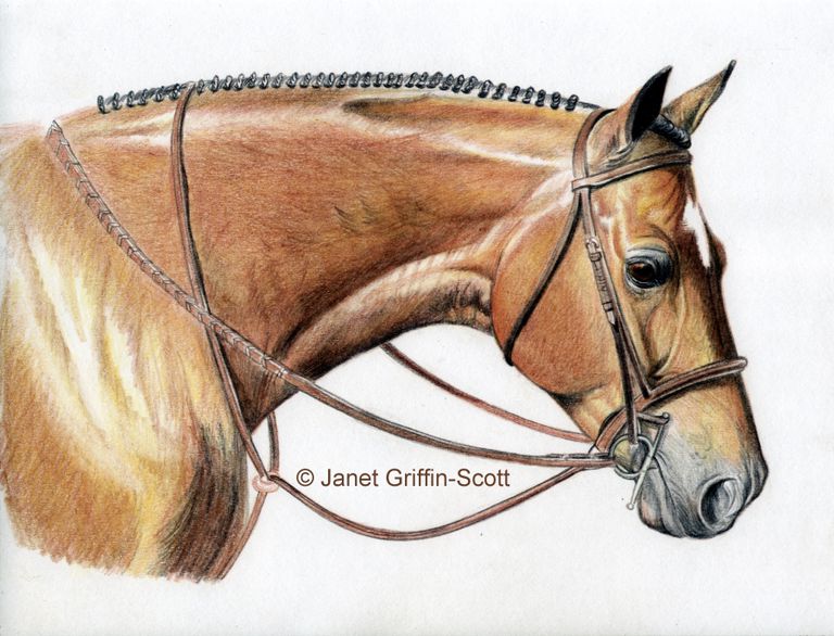  Drawing Lesson Realist Horse Head in Colored Pencil 